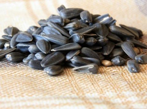 ФАО оголосила тендер на закупівлю насіння сої та соняшника Рис.1
