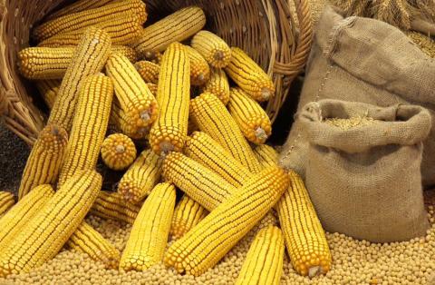Кукурудза стала основною експортною позицією України у 2023 р Рис.1
