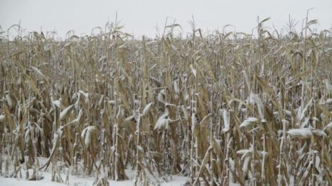 Кукурудза зимуватиме в полі: елеватори завантажені, а експорт ускладнений Рис.1