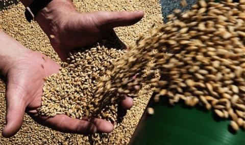 На ринку пшениці та кукурудзи трейдери намагаються штучно занизити ціни Рис.1