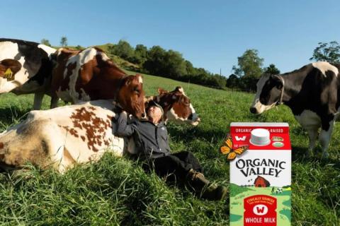 П`єш і веселишся: у США випустили “молоко від щасливих корів” Рис.1