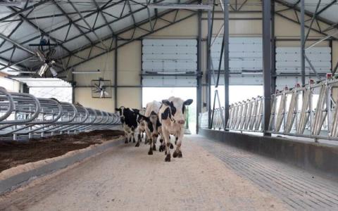 Швейцарія допомагає молочним фермам, що постраждали від війни Рис.1