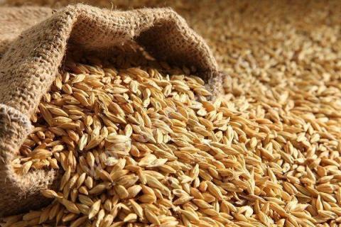 Світові ціни на ячмінь залишаються під тиском значної пропозиції фуражного зерна Рис.1