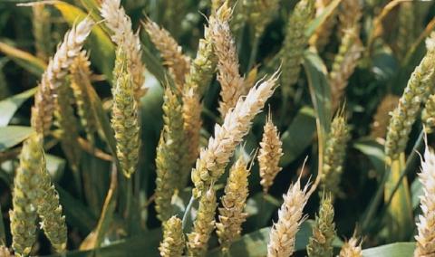 Симптоми фузаріозу пшениці можуть проявлятися протягом усієї вегетації Рис.1