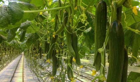 У Китаї виводять найжаростійкіші огірки Рис.1