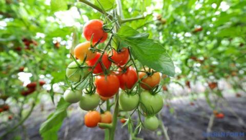 В Італії до тюремного ув’язнення засудили аграрія через вирощування помідорів Рис.1