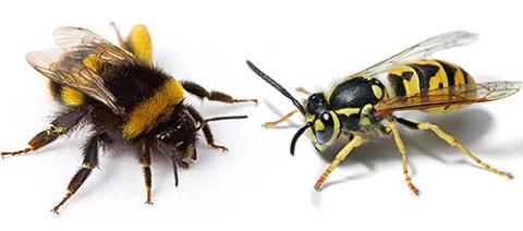 В Європі азіатські шершні влаштували геноцид медоносних бджіл Рис.1