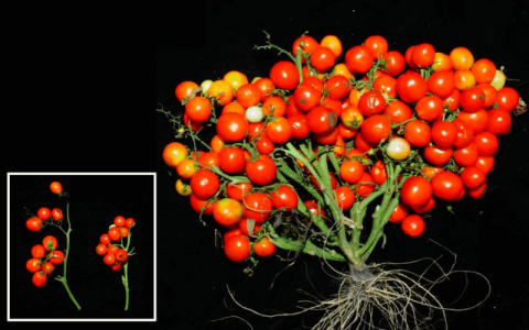 Вчені генетично модифікували помідори чері Рис.1