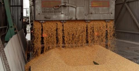 За перший тиждень нового року аграрії експортували понад мільйон тонн зернових Рис.1