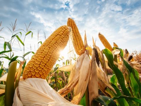 Запаси кукурудзи в США зростають, оскільки світ оговтується після скорочення пропозицій, - огляд іноземних ЗМІ 14-16.01.2024 Рис.1