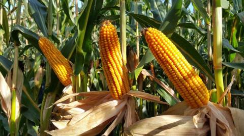 Зниження світових котирувань на кукурудзу до 3-річного мінімуму зупинило зростання цін в Україні Рис.1