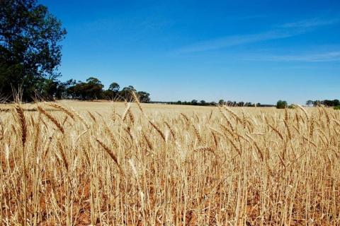 Австралійські дослідники прискорюють розробку жаростійкої пшениці Рис.1