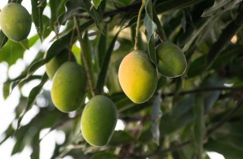 Чи можна виростити манго в Україні: поради любителям екзотичних рослин Рис.1