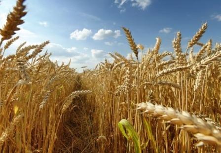 Ціни на пшеницю продовжують опускатися, незважаючи на прогнози значного скорочення площ сівби у США Рис.1