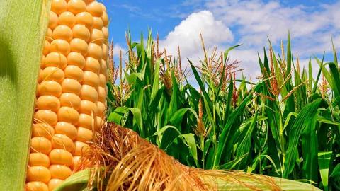 Ціни попиту на кукурудзу у березні-квітні можуть впасти до 135-140 $/т Рис.1