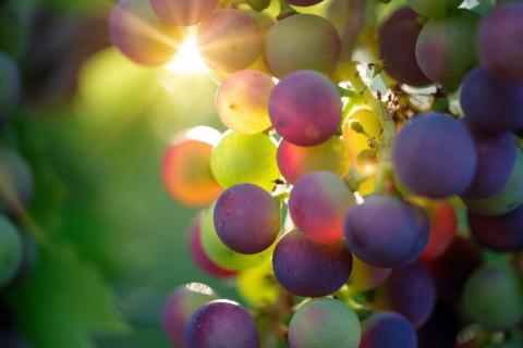Науковці з Австралії уповільнили дозрівання винограду для покращення якості вина Рис.1