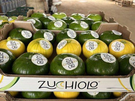 Новий вид овочів Zucchiolo від Unica Fresh отримав нагороду на Fruit Logistica Рис.1