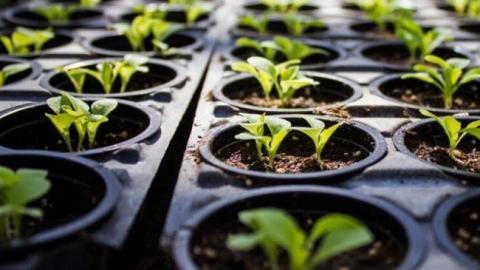 Підготовка розсади насіння: як знезаразити ґрунт від шкідників Рис.1