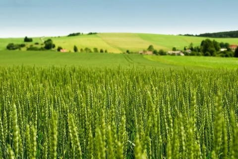 USDA оновив прогноз експорту української пшениці та кукурудзи Рис.1