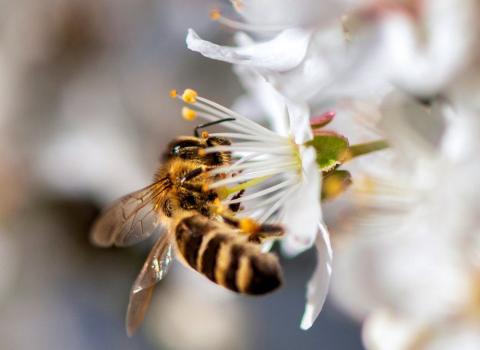 Вплив на урожайність кісточкових від запилення бджолами Рис.1
