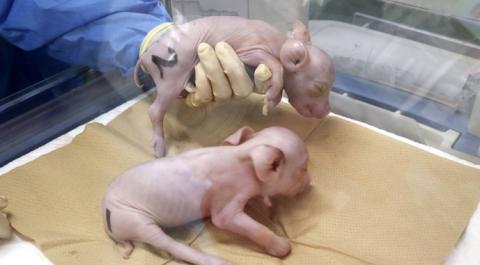 Японський стартап створює свиней з органами, придатними для трансплантації людині Рис.1
