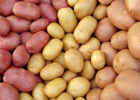 Британський дослідницький проект спрямований на революцію в картопляній промисловості Рис.1