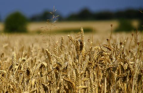 Grain from Ukraine: 7 тис. т пшениці прибули до голодуючого Судана Рис.1