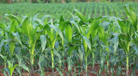 ІМК збільшує частку кукурудзи у сівозміні Рис.1