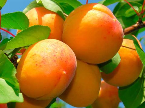 На Буковині вирощуватимуть абрикоси і черешні в теплицях Рис.1