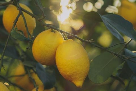 «Південна Африка та Аргентина зіткнуться зі значними проблемами в постачанні лимонів до Європи на початку цього літа» Рис.1
