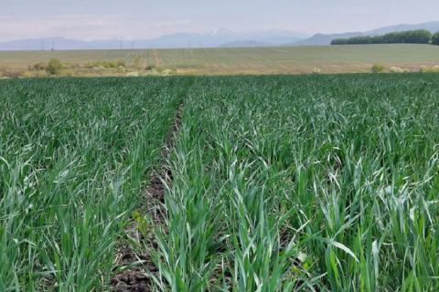 Погодні умови в основних країнах – агровиробниках сприяють отриманню гарного урожаю Рис.1