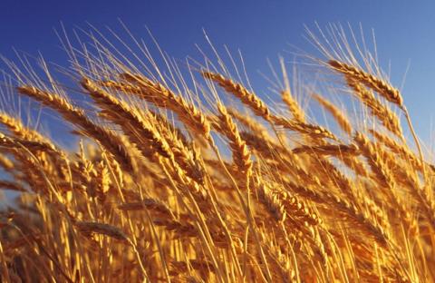Попри зниження цін пропозицій єгипетський GASC скасував тендер по закупівлі пшениці Рис.1