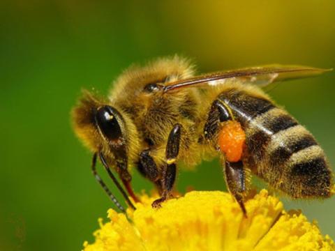 Програма з моніторингу хвороб бджіл має відповідати європейській практиці, - Тарас Висоцький Рис.1