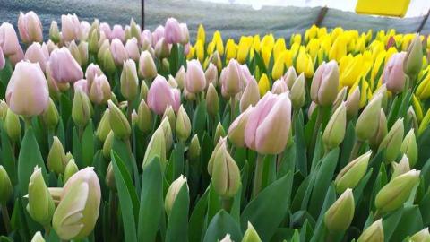 Родина на Черкащині вирощує в теплиці біля хати величезну кількість тюльпанів Рис.1