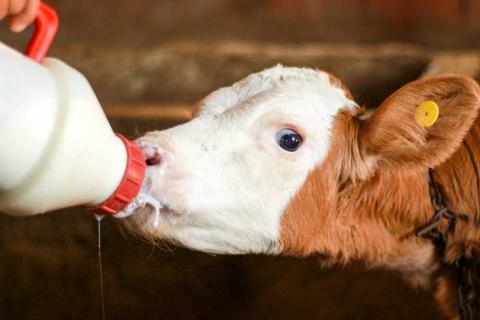 USAID надасть допомогу сімейним молочним фермам в Україні Рис.1