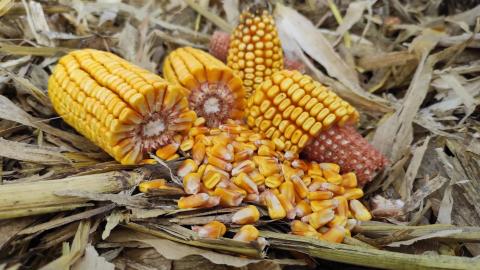 В Україні активно зростають закупівельні ціни на кукурудзу Рис.1