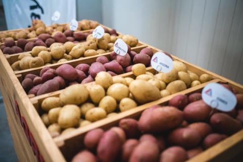 В Україні прогнозують дефіцит насіння картоплі Рис.1