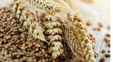 В Україні зросли закупівельні ціни на продовольчу пшеницю Рис.1