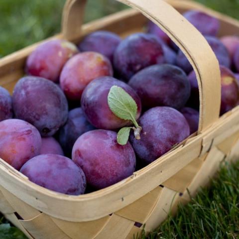 «Важче доставити чилійські фрукти в Європу через потужний ринок США» Рис.1