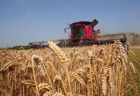 Великі виробники зерна в Китаї використовують наукові технології, щоб гарантувати продовольчу безпеку Рис.1