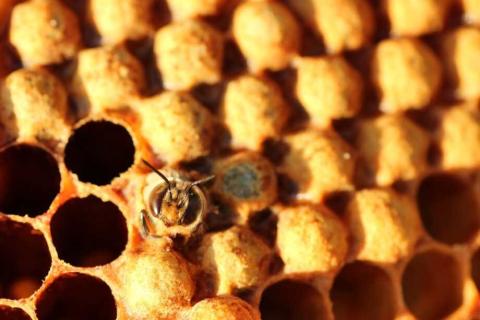 Висоцький: нові нормативні зміни у галузі бджільництва повинні відповідати вимогам ЄС Рис.1