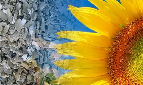 Євросоюз нарощує імпорт соняшникового та ріпакового шроту з рф та білорусі Рис.1