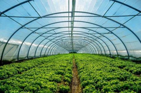 Агрохолдинги планують масово встановлювати теплиці Рис.1