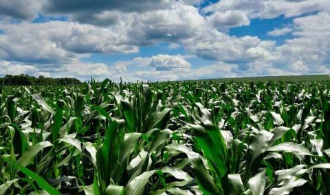 Фермер назвав три чинники прибутковості кукурудзи Рис.1