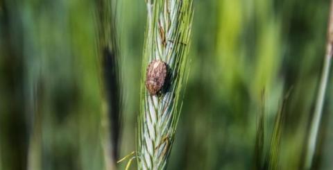 Клоп шкідлива черепашка розпочав переселення на посіви озимої пшениці Рис.1