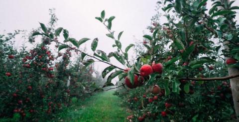 Криза перевиробництва минула, яблуневі сади знову стають прибутковими — садівник Рис.1