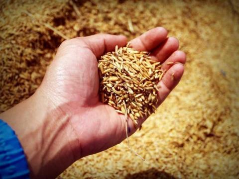 Мінагрополітики прогнозує цьогорічний врожай зернових та олійних культур близько 74 мільйонів тонн Рис.1