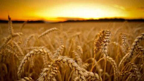 Мінагрополітики прогнозує цьогорічний врожай зернових та олійних культур близько 74 млн тонн Рис.1