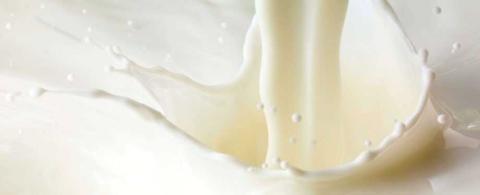 Науковці створили корову, яка виробляє людський інсулін у своєму молоці Рис.1