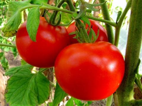 Перші українські тепличні томати майже вдвічі дорожчі за турецькі: які ціни Рис.1